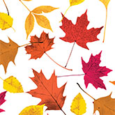 Autumn Leaves Tissue