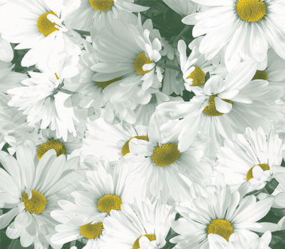 Daisy Field Tissue