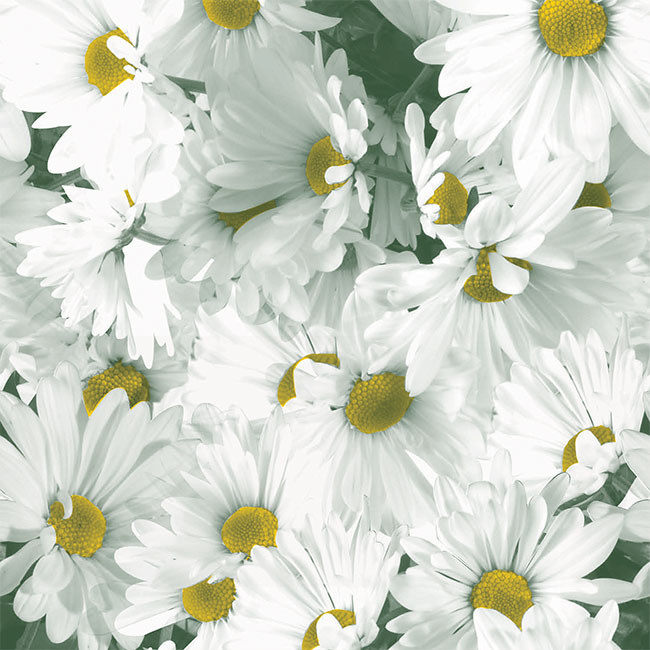 Daisy Field Tissue
