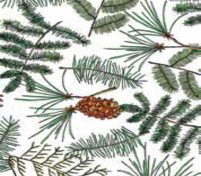 Evergreen Tissue