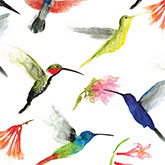 Hummingbirds Tissue